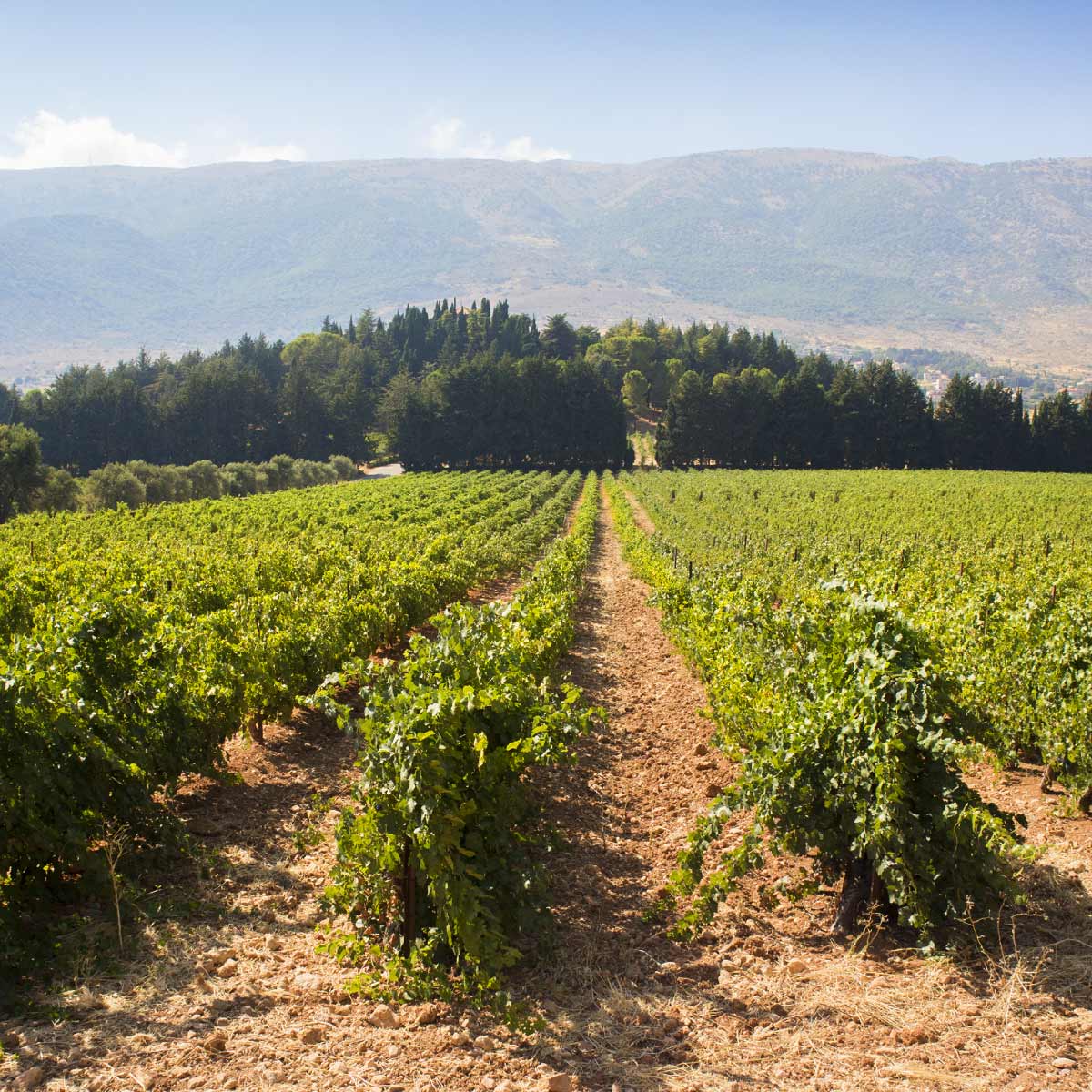 vineyards of bordeaux